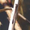 Sympecma fusca